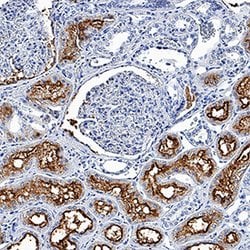 Human Aminopeptidase N/CD13 Antibody, R D Systems 25&mu;g; Unlabeled:Antibodies,