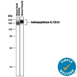 Human Aminopeptidase N/CD13 Antibody, R D Systems 25&mu;g; Unlabeled:Antibodies,