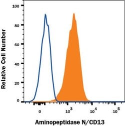 Human Aminopeptidase N/CD13 Antibody, R D Systems:Antibodies:Primary Antibodies