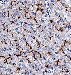 Human Aminopeptidase N/CD13 Antibody, R D Systems:Antibodies:Primary Antibodies