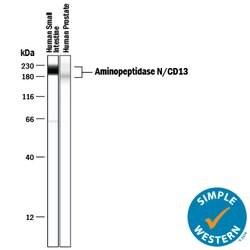 Human Aminopeptidase N/CD13 Antibody, R D Systems 100ug; Unlabeled:Antibodies,