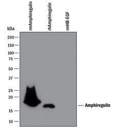Mouse Amphiregulin Antibody, R D Systems 100&mu;g; Unlabeled:Antibodies,