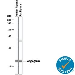 Human/Rat Angiogenin Antibody, R D Systems 25&mu;g; Unlabeled:Antibodies,