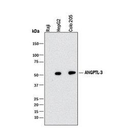 Human Angiopoietin-like Protein 3/ANGPTL3 Antibody, R D Systems 100&mu;g:Antibodies,