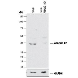 Human/Mouse/Rat Annexin A2 Antibody, R D Systems 100&mu;g; Unlabeled:Antibodies,