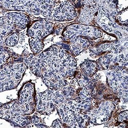 Human Annexin V Antibody, R D Systems:Antibodies:Primary Antibodies