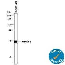 Human Annexin V Antibody, R D Systems:Antibodies:Primary Antibodies