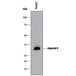 Human Annexin V Antibody, R D Systems:Antibodies:Primary Antibodies