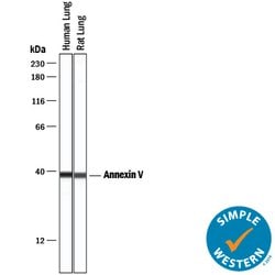 Human/Rat Annexin V Antibody, R D Systems 25ug; Unlabeled:Antibodies, Monoclonal