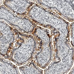 Human/Mouse Apolipoprotein A-IV/ApoA4 Antibody, R D Systems 100&mu;g; Unlabeled:Antibodies,