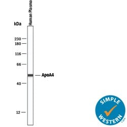 Human/Mouse Apolipoprotein A-IV/ApoA4 Antibody, R D Systems 100&mu;g; Unlabeled:Antibodies,