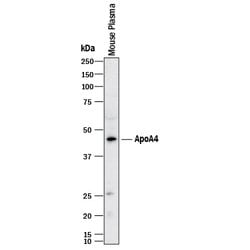 Human/Mouse Apolipoprotein A-IV/ApoA4 Antibody, R D Systems 100&mu;g; Unlabeled:Antibodies,