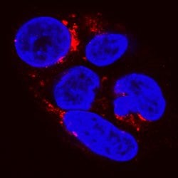 Human Apolipoprotein A-I/ApoA1 Antibody, R D Systems:Antibodies:Primary