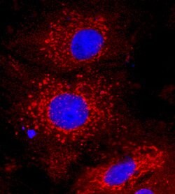 Human Apolipoprotein A-I/ApoA1 Antibody, R D Systems:Antibodies:Primary