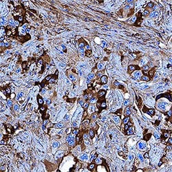 Human Apolipoprotein A-I/ApoA1 Antibody, R D Systems:Antibodies:Primary