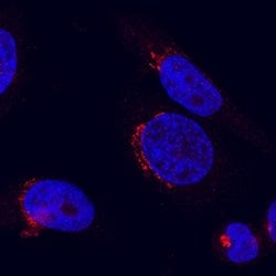 Human beta-1,4-Galactosyltransferase 1/B4GalT1 Antibody, R D Systems 100&mu;g:Antibodies,