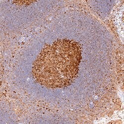 Human B7-2/CD86 Antibody, R D Systems 25&mu;g; Unlabeled:Antibodies, Polyclonal