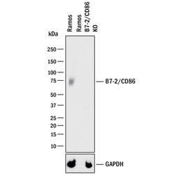 Human B7-2/CD86 Antibody, R D Systems 25&mu;g; Unlabeled:Antibodies, Polyclonal