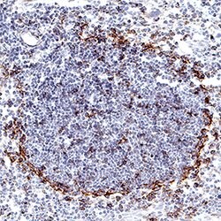 Mouse PD-L1/B7-H1 Antibody, R D Systems:Antibodies:Primary Antibodies