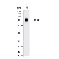 Human B7-H2 Antibody, R D Systems 25&mu;g; Unlabeled:Antibodies, Polyclonal