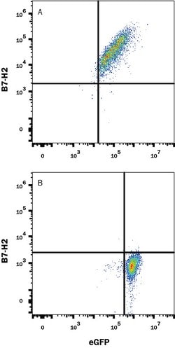 Mouse B7-H2 Antibody, R D Systems:Antibodies:Primary Antibodies