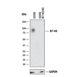 Human B7-H3 Antibody, R D Systems 25&mu;g; Unlabeled:Antibodies, Polyclonal