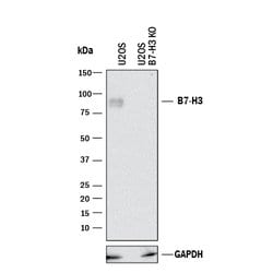 Human B7-H3 MAb (Clone 185504), R D Systems 500&mu;g; Unlabeled:Antibodies,