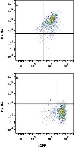 Human/Mouse B7-H4 Antibody, R D Systems 100 &mu;g; Unconjugated:Antibodies,