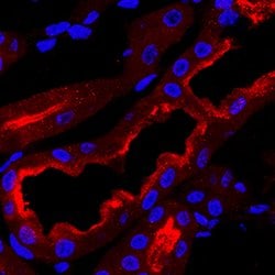Human/Mouse B7-H4 Antibody, R D Systems 100 &mu;g; Unconjugated:Antibodies,