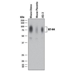 Human/Mouse B7-H4 Antibody, R D Systems 100 &mu;g; Unconjugated:Antibodies,
