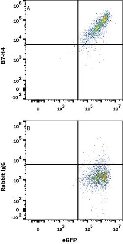 Human B7-H4 Antibody, R D Systems 100 &mu;g; Unconjgated:Antibodies, Monoclonal