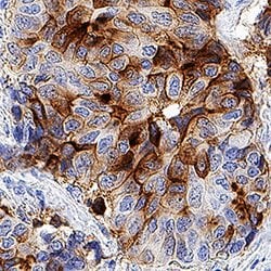 Human B7-H4 Antibody, R D Systems 100 &mu;g; Unconjgated:Antibodies, Monoclonal
