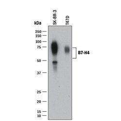 Human B7-H4 Antibody, R D Systems:Antibodies:Primary Antibodies