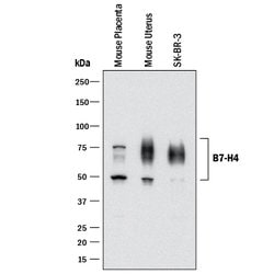 Human/Mouse B7-H4 Antibody, R D Systems:Antibodies:Primary Antibodies