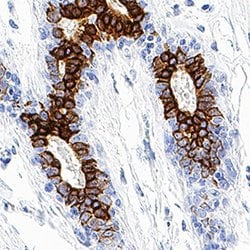 Human B7-H4 Antibody, R D Systems 100ug; Unlabeled:Antibodies, Monoclonal