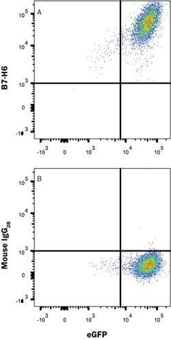 Human/Cynomolgus Monkey B7-H6 Antibody, R D Systems 25 &mu;g | Buy Online | R&D Systems | Fisher Scientific