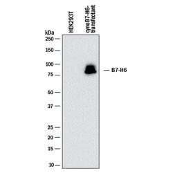 Human/Cynomolgus Monkey B7-H6 Antibody, R D Systems 25 &mu;g | Buy Online | R&D Systems | Fisher Scientific
