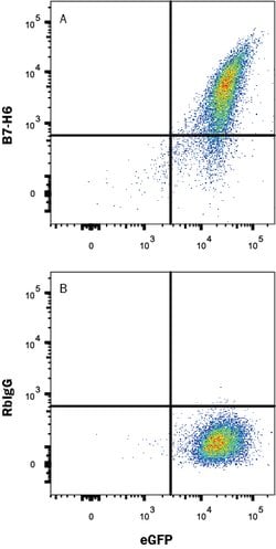 Human B7-H6 Antibody, R D Systems 100&mu;g:Antibodies, Monoclonal