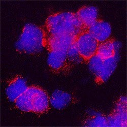 Human B7-H7/HHLA2 Antibody, R D Systems:Antibodies:Primary Antibodies