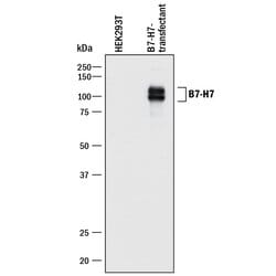 Human B7-H7/HHLA2 Antibody, R D Systems:Antibodies:Primary Antibodies