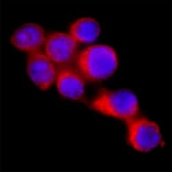 Mouse BAFF/BLyS/TNFSF13B Antibody, R D Systems 100 &mu;g; Unconjugated:Antibodies,