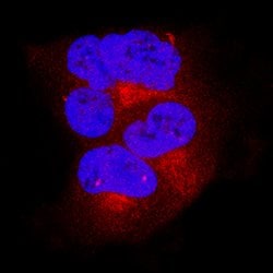 Human/Mouse/Rat BAK Antibody, R D Systems 25&mu;g; Unlabeled:Antibodies,