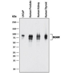 Human BCAM Antibody, R D Systems 25&mu;g; Unlabeled:Antibodies, Polyclonal