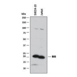 Human/Mouse BID Antibody, R D Systems 100&mu;g; Unlabeled:Antibodies, Polyclonal