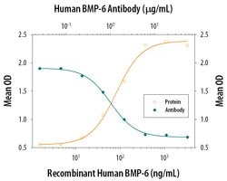 Human BMP-6 Antibody, R D Systems 100&mu;g; Unlabeled:Antibodies, Monoclonal