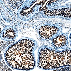 Mouse BMP-4 Antibody, R D Systems 100 μg; Unconjugated:Antibodies, Monoclonal