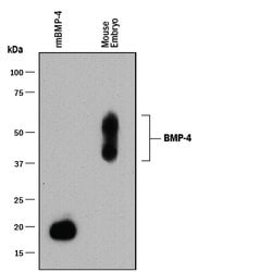 Mouse BMP-4 Antibody, R D Systems 100 μg; Unconjugated:Antibodies, Monoclonal