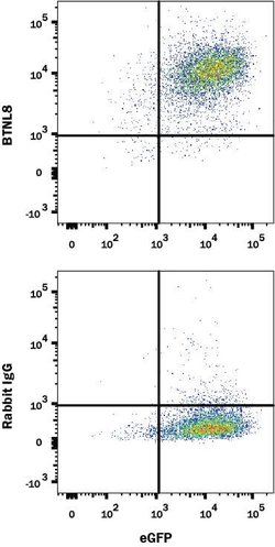 Human BTNL8 Antibody, R D Systems:Antibodies:Primary Antibodies