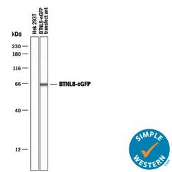 Human BTNL8 Antibody, R D Systems:Antibodies:Primary Antibodies