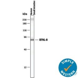 Human BTNL8 Antibody, R D Systems:Antibodies:Primary Antibodies